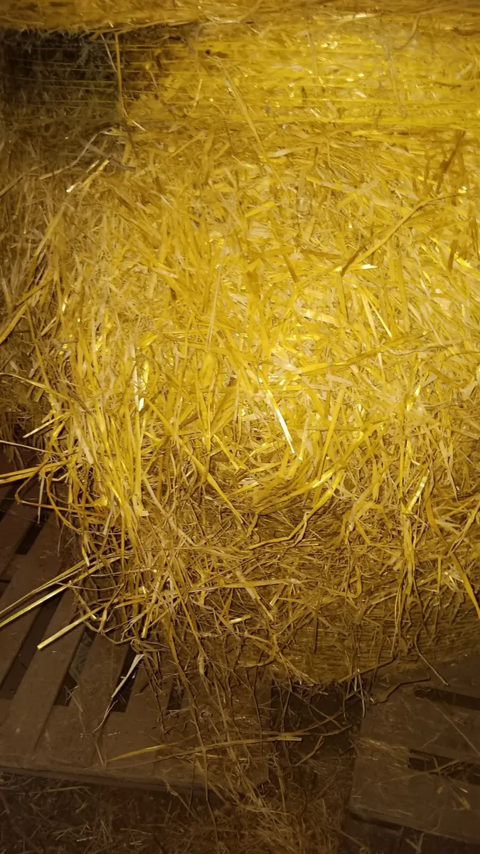 Spring barley straw - Image 2