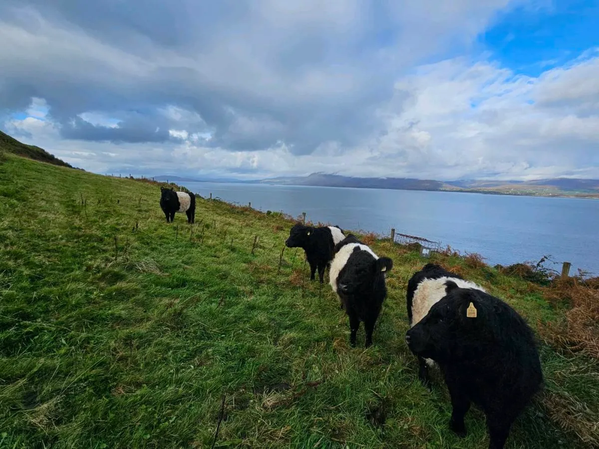 Galloway Heifers - Image 1