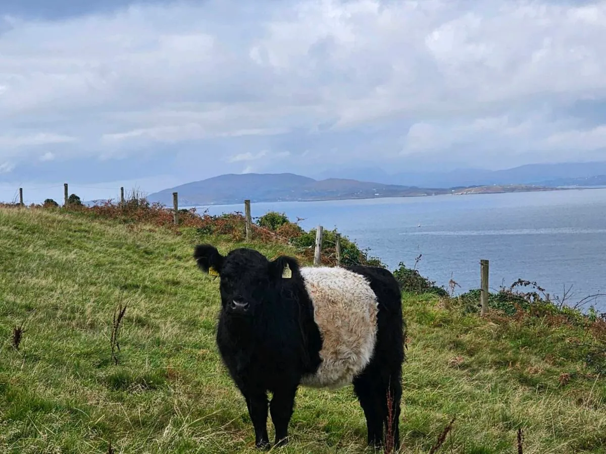 Galloway Heifers - Image 2