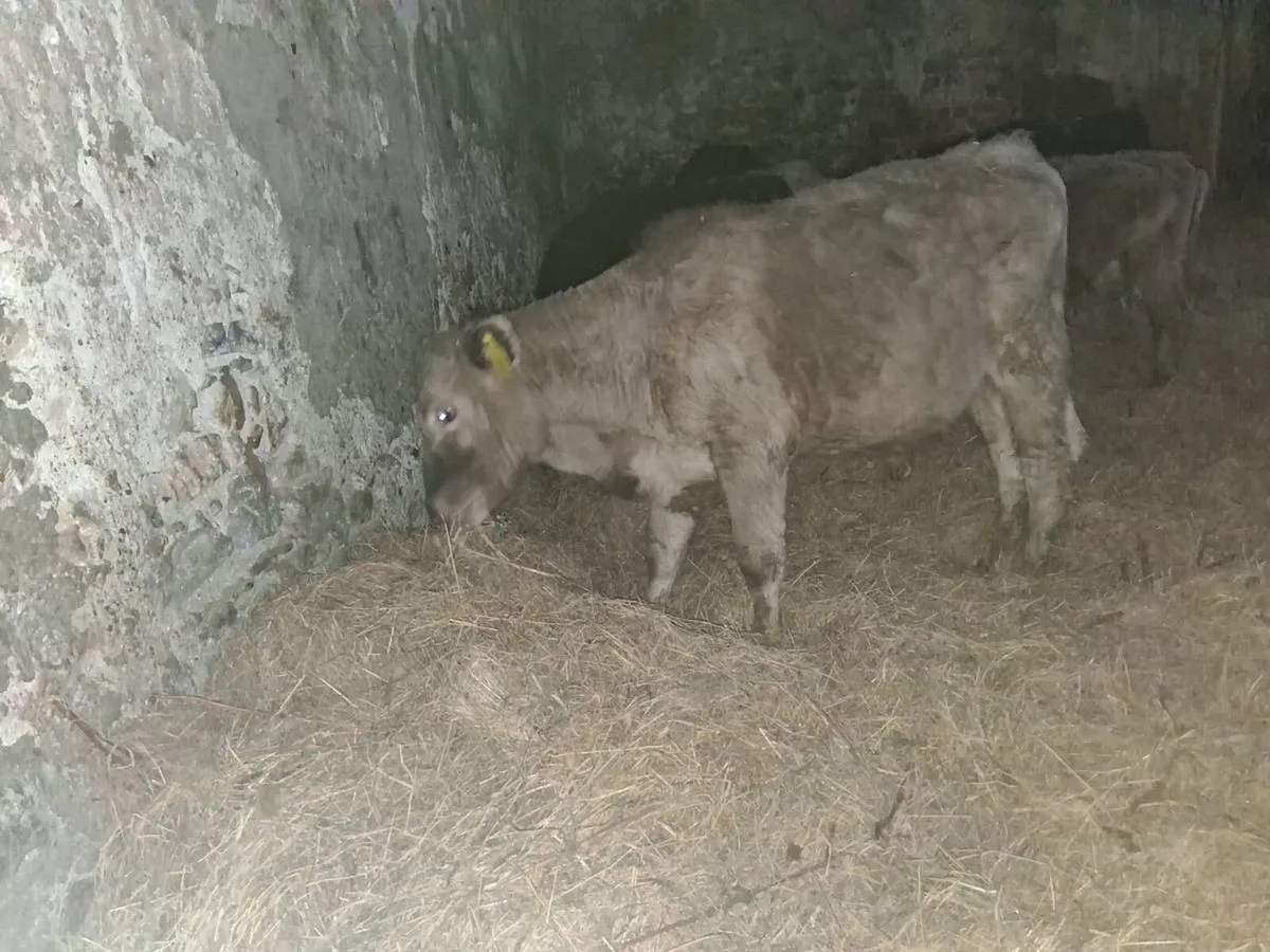 Charolais Wealings - Image 1