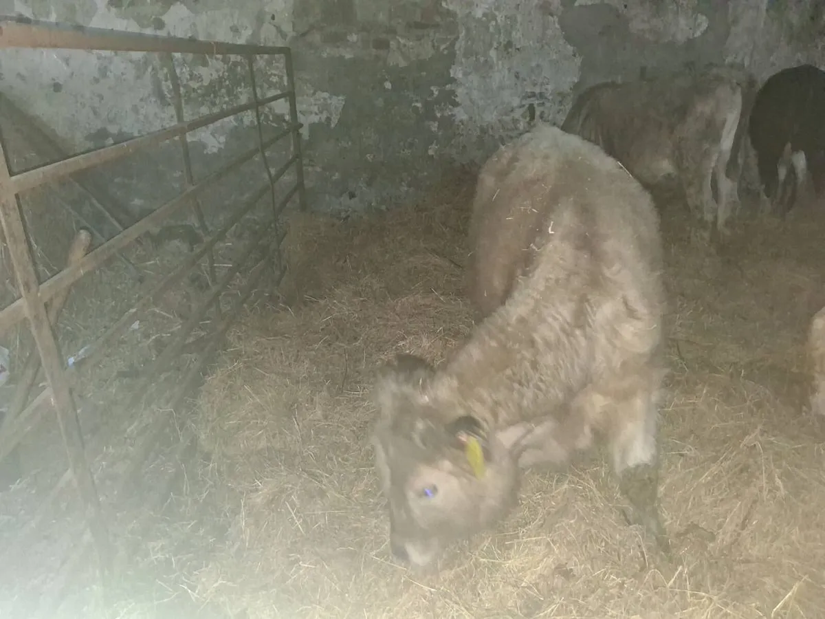 Charolais Wealings - Image 3