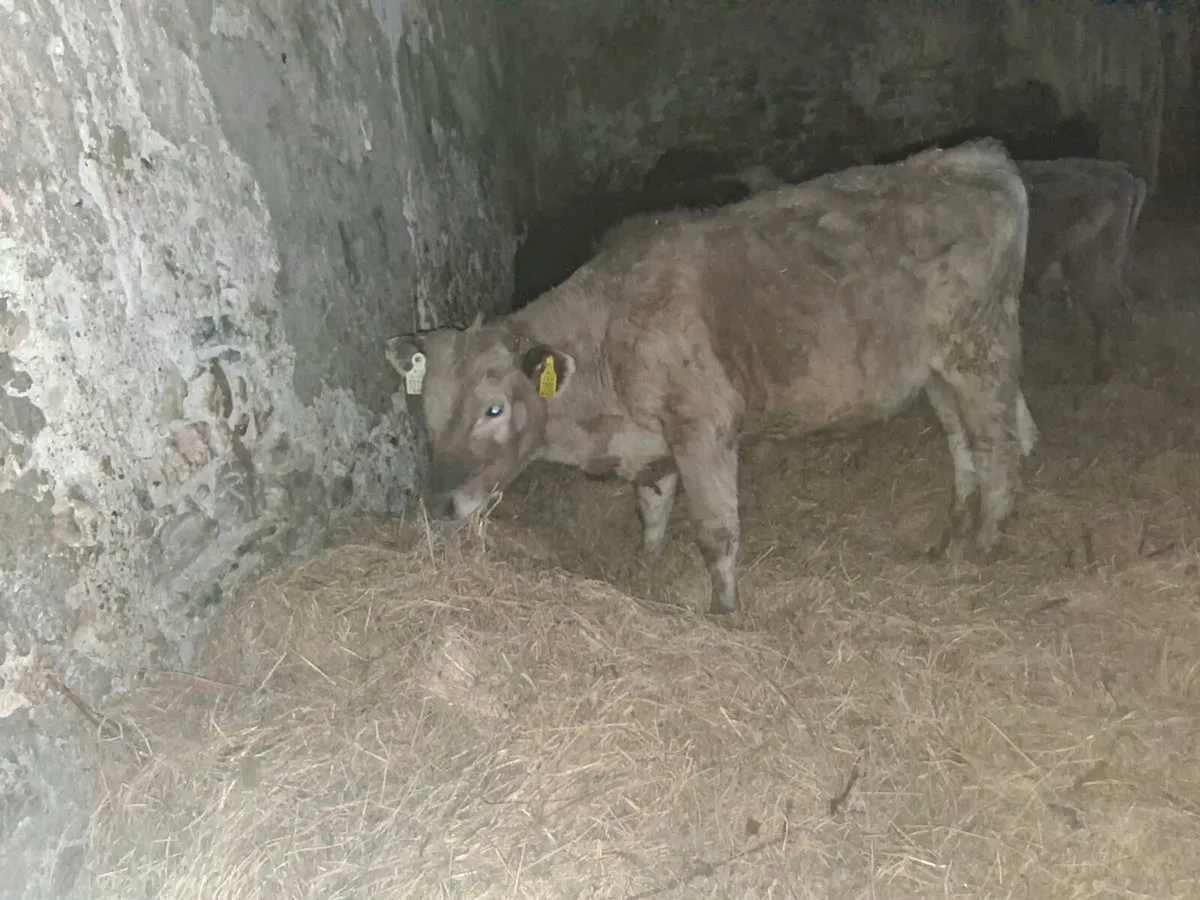 Charolais Wealings - Image 2