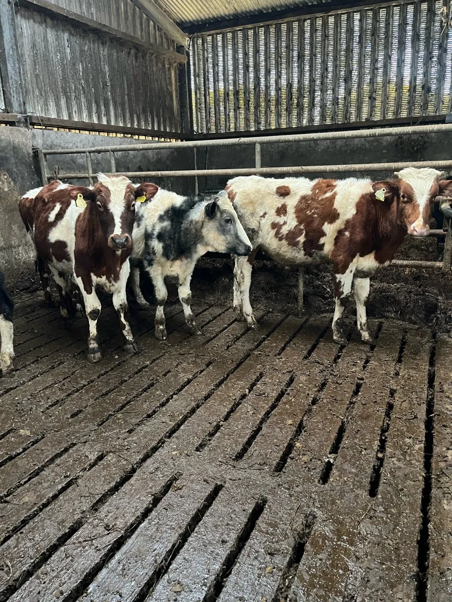 6 bull weanlings - Image 1