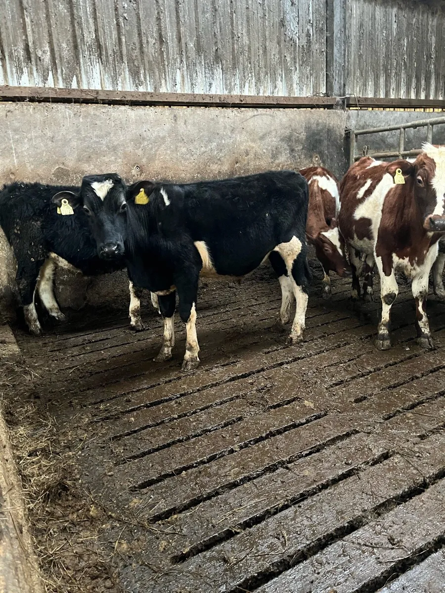 6 bull weanlings - Image 2