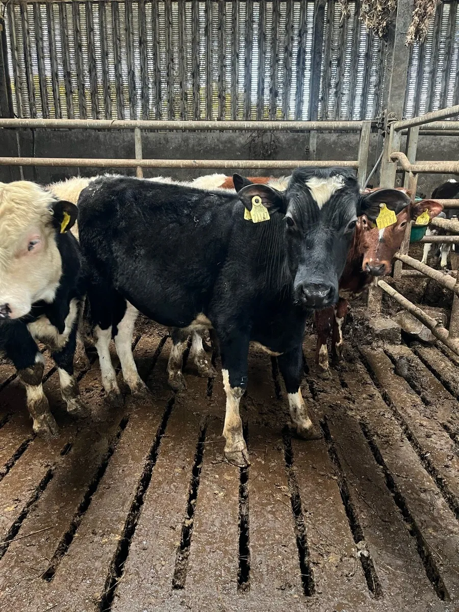 6 bull weanlings - Image 3