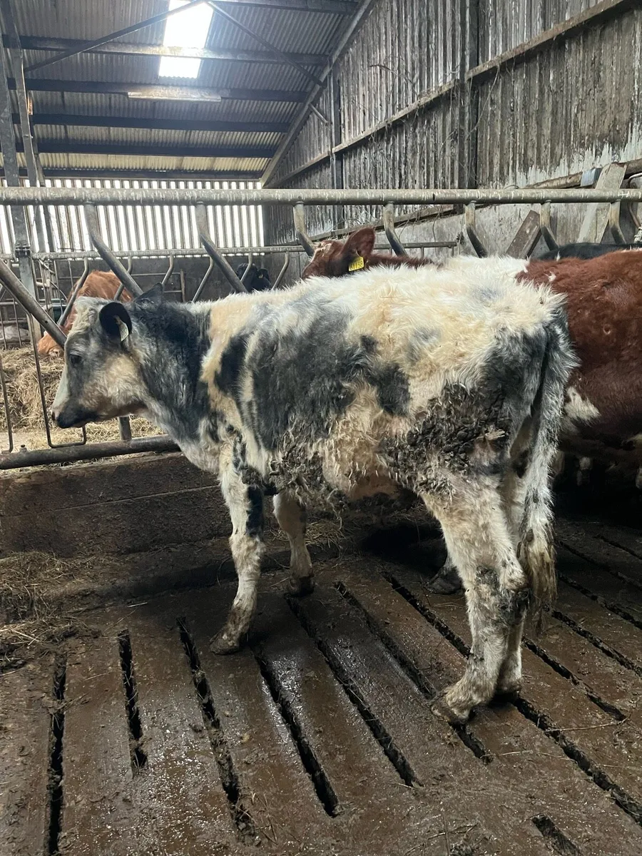 6 bull weanlings - Image 4