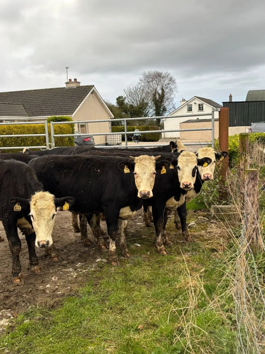 10 Hereford store heifers for sale - Image 3