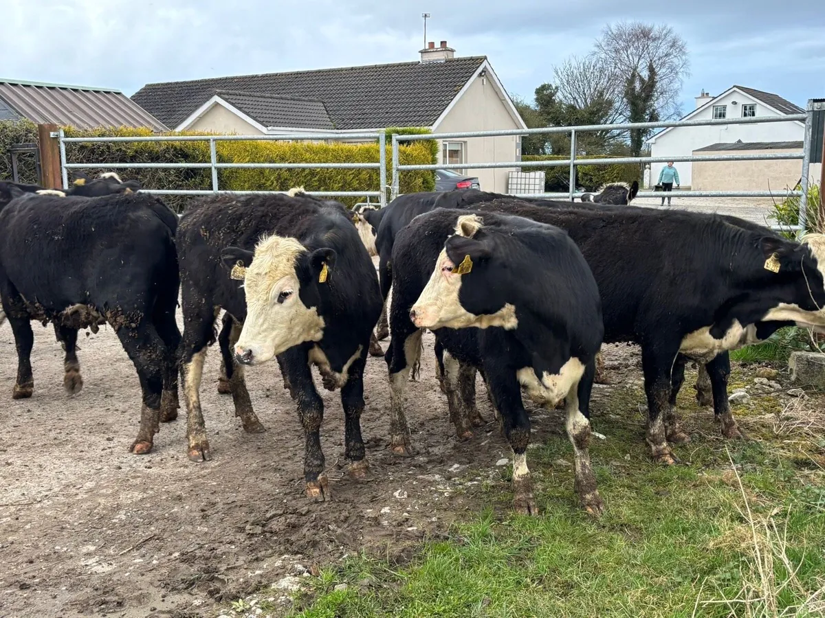 10 Hereford store heifers for sale - Image 1