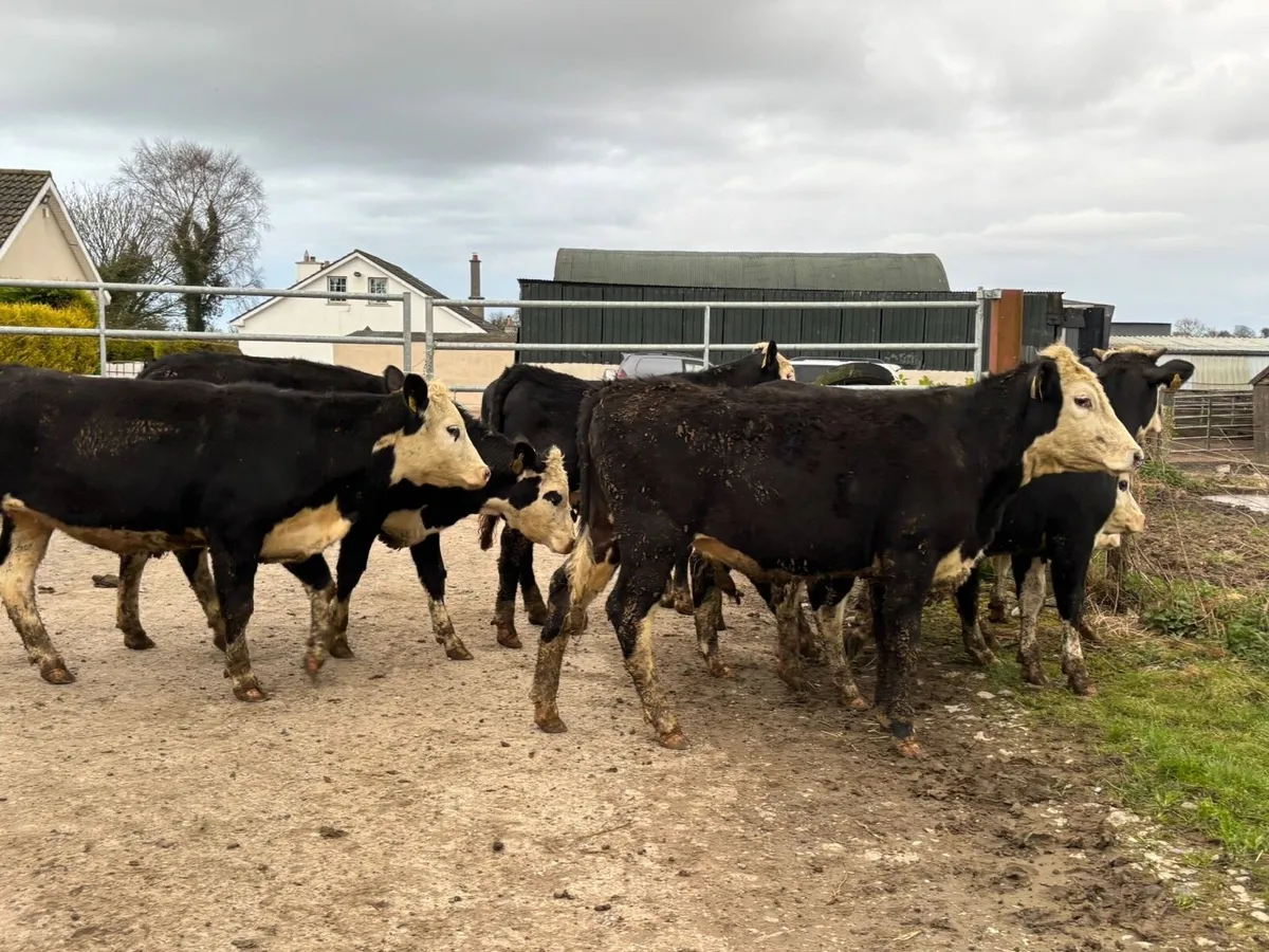 10 Hereford store heifers for sale - Image 4