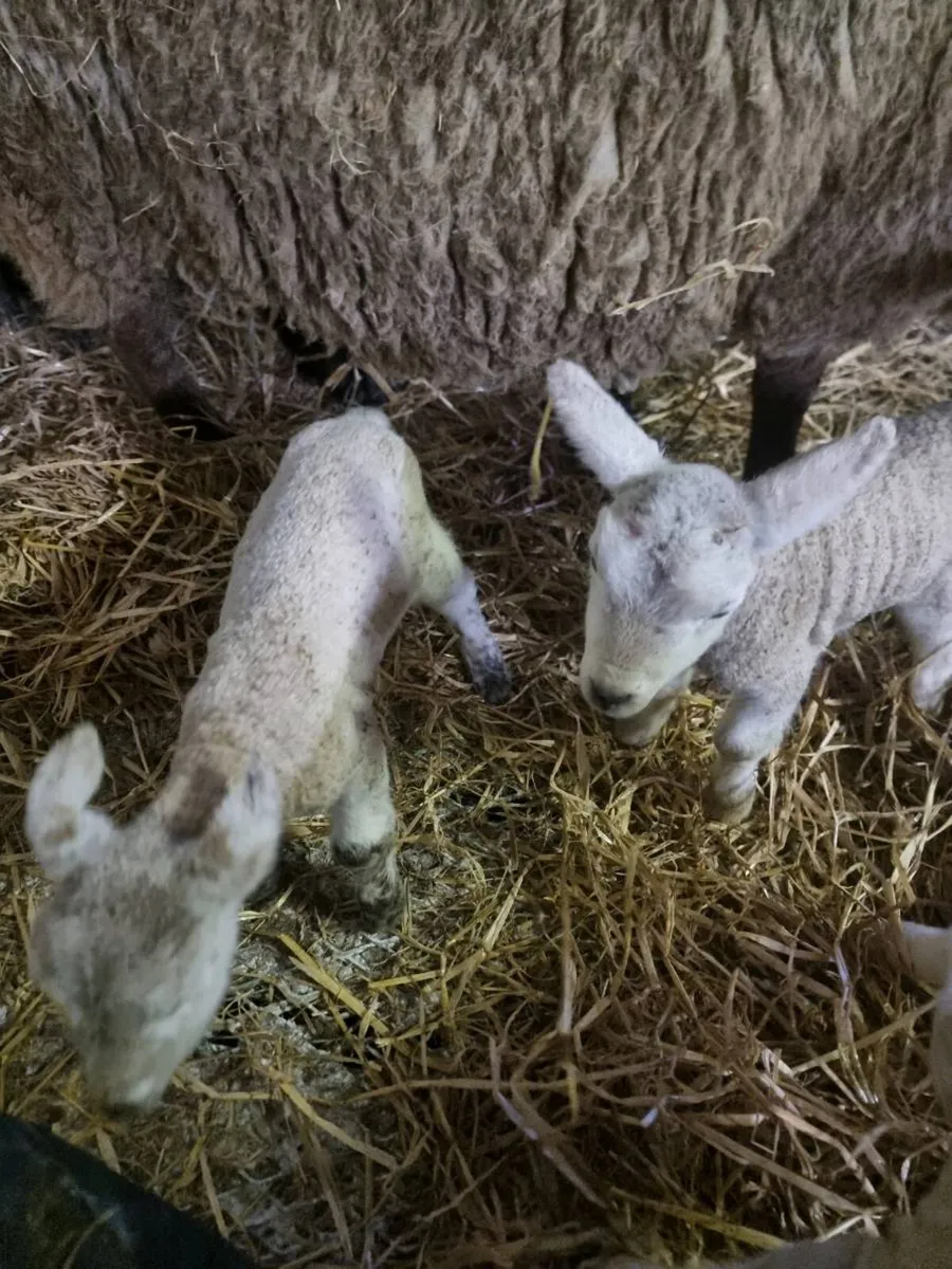 Foster lambs/ Pet Lambs - Image 1