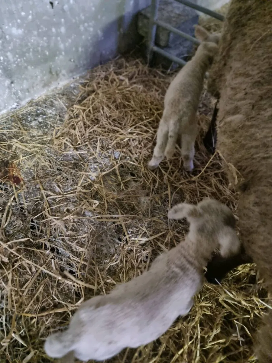 Foster lambs/ Pet Lambs - Image 2