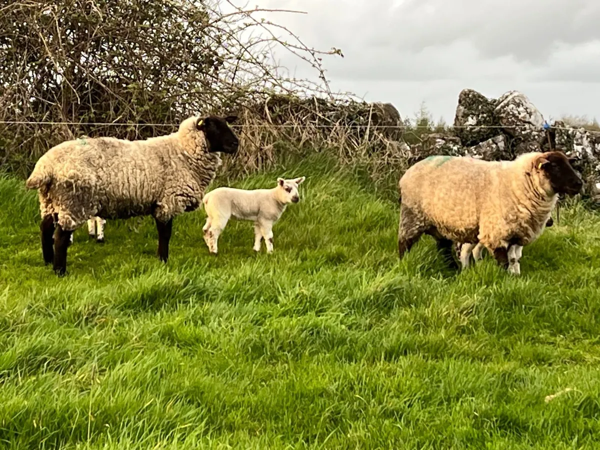 Ewes and Lambs - Image 1