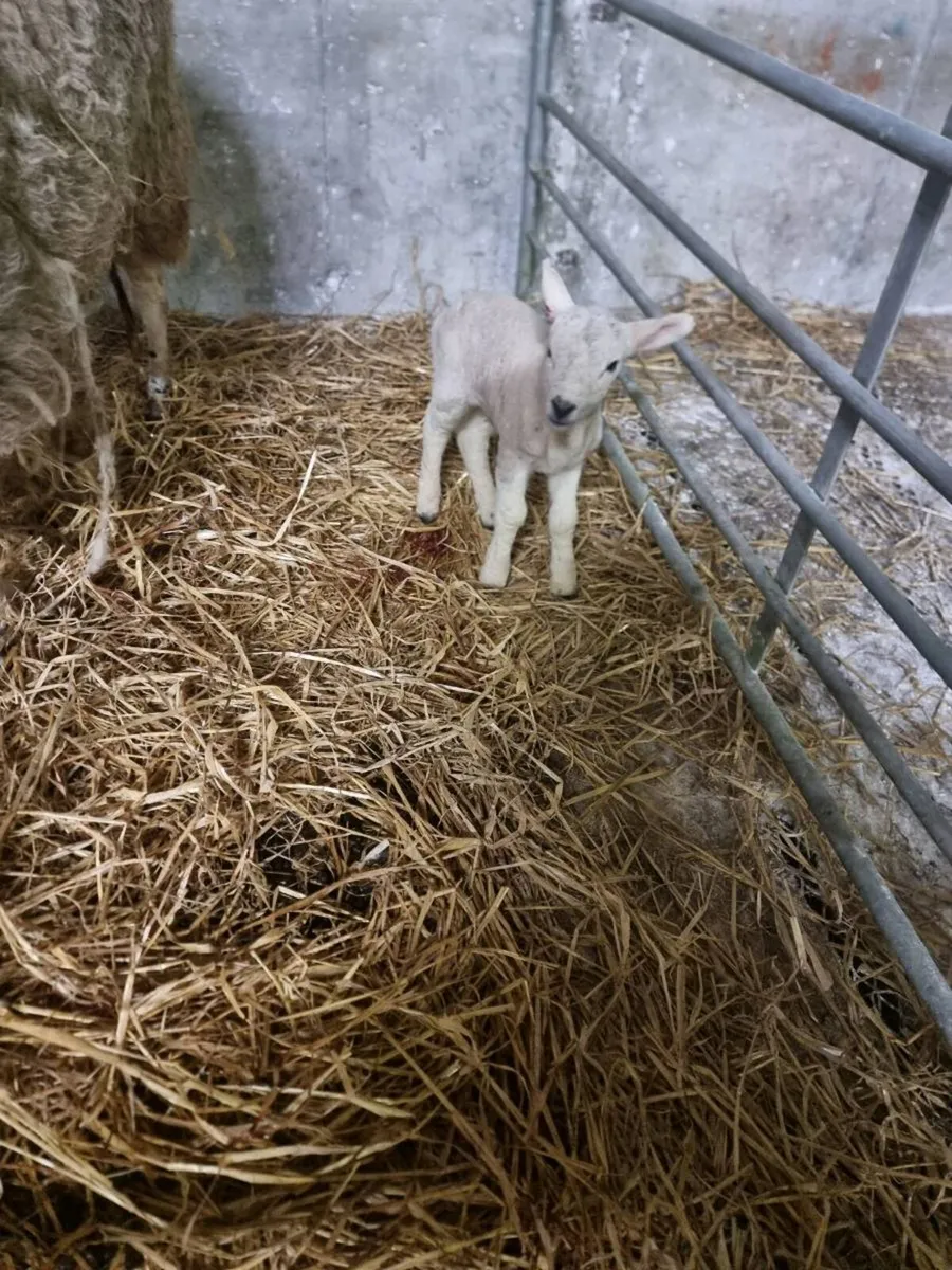 Foster lambs/ Pet Lambs - Image 3
