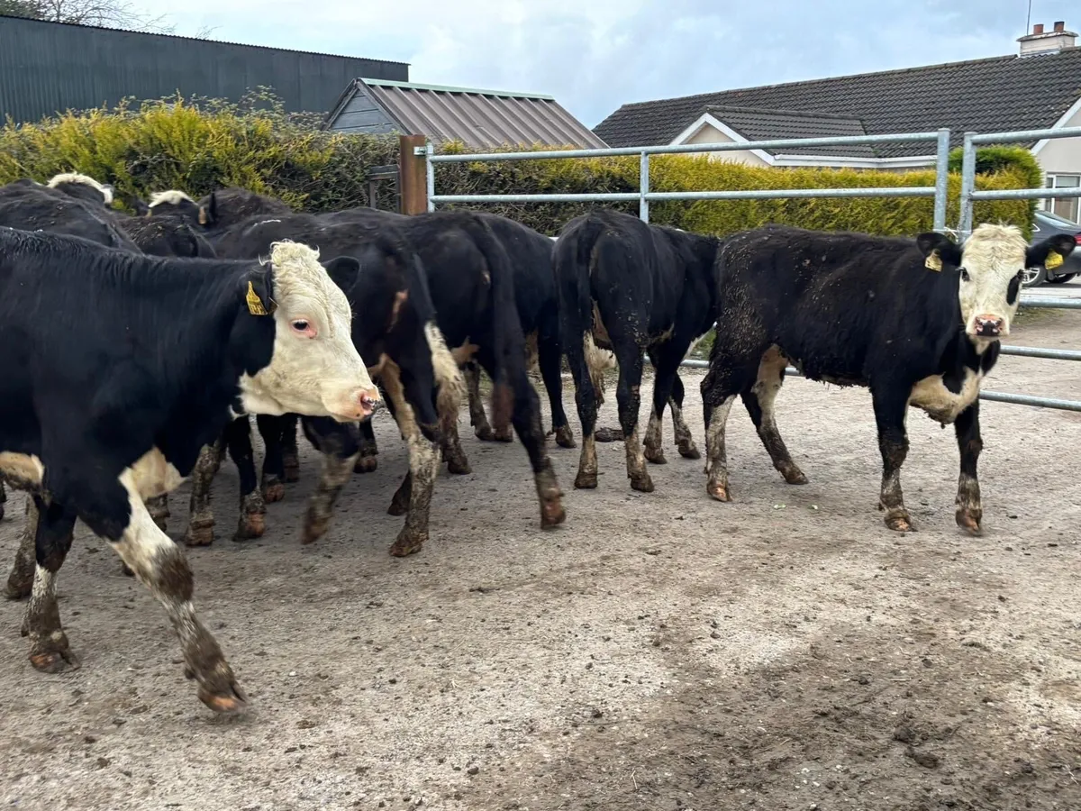10 Hereford store heifers for sale - Image 2