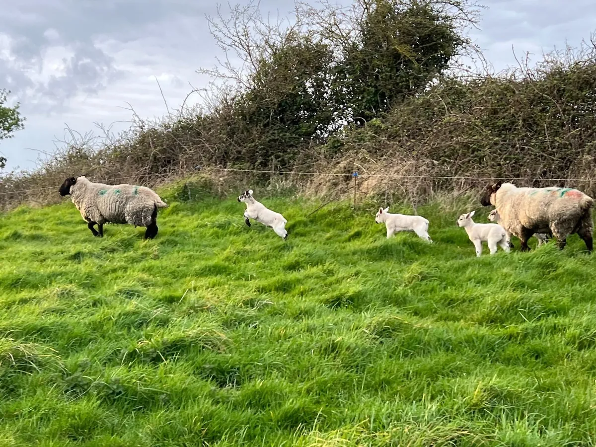 Ewes and Lambs - Image 4