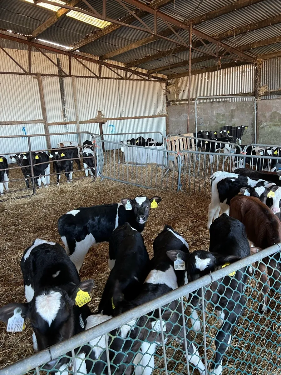 Calves - Image 2