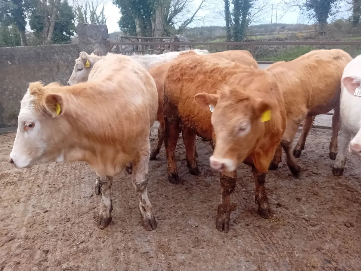 CHAROLAIS HEIFERS - Image 3