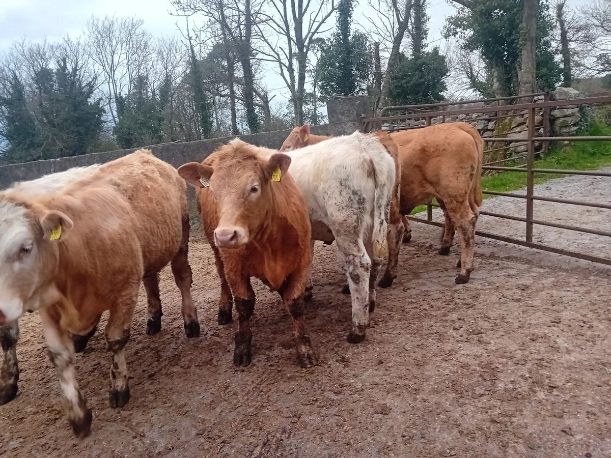 CHAROLAIS HEIFERS - Image 4