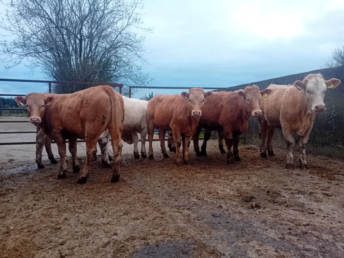 CHAROLAIS HEIFERS - Image 1
