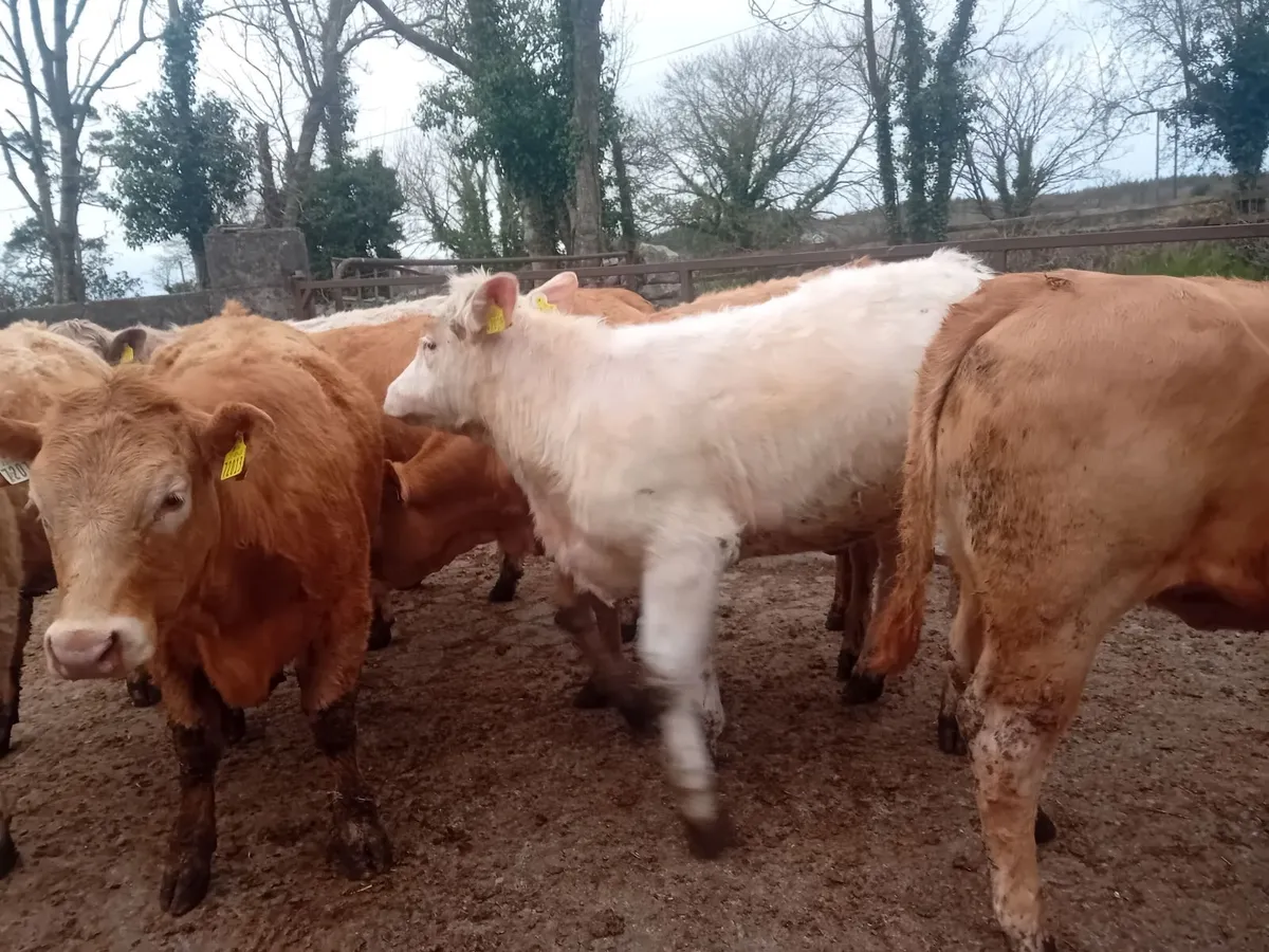CHAROLAIS HEIFERS - Image 2