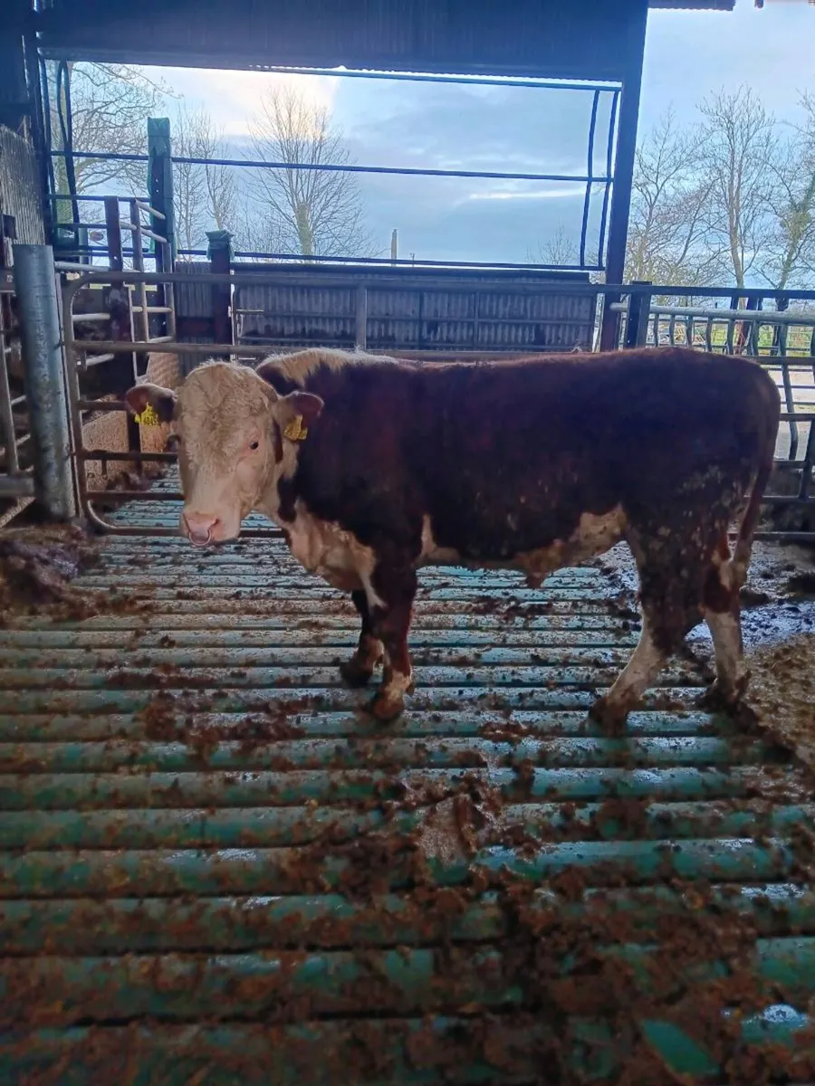 Hereford Bull - Image 4
