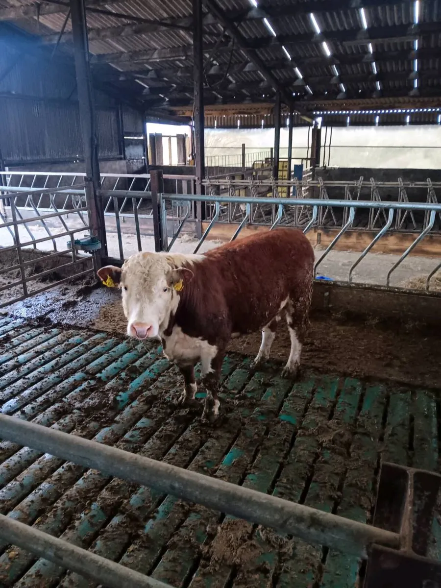 Hereford Bull - Image 1