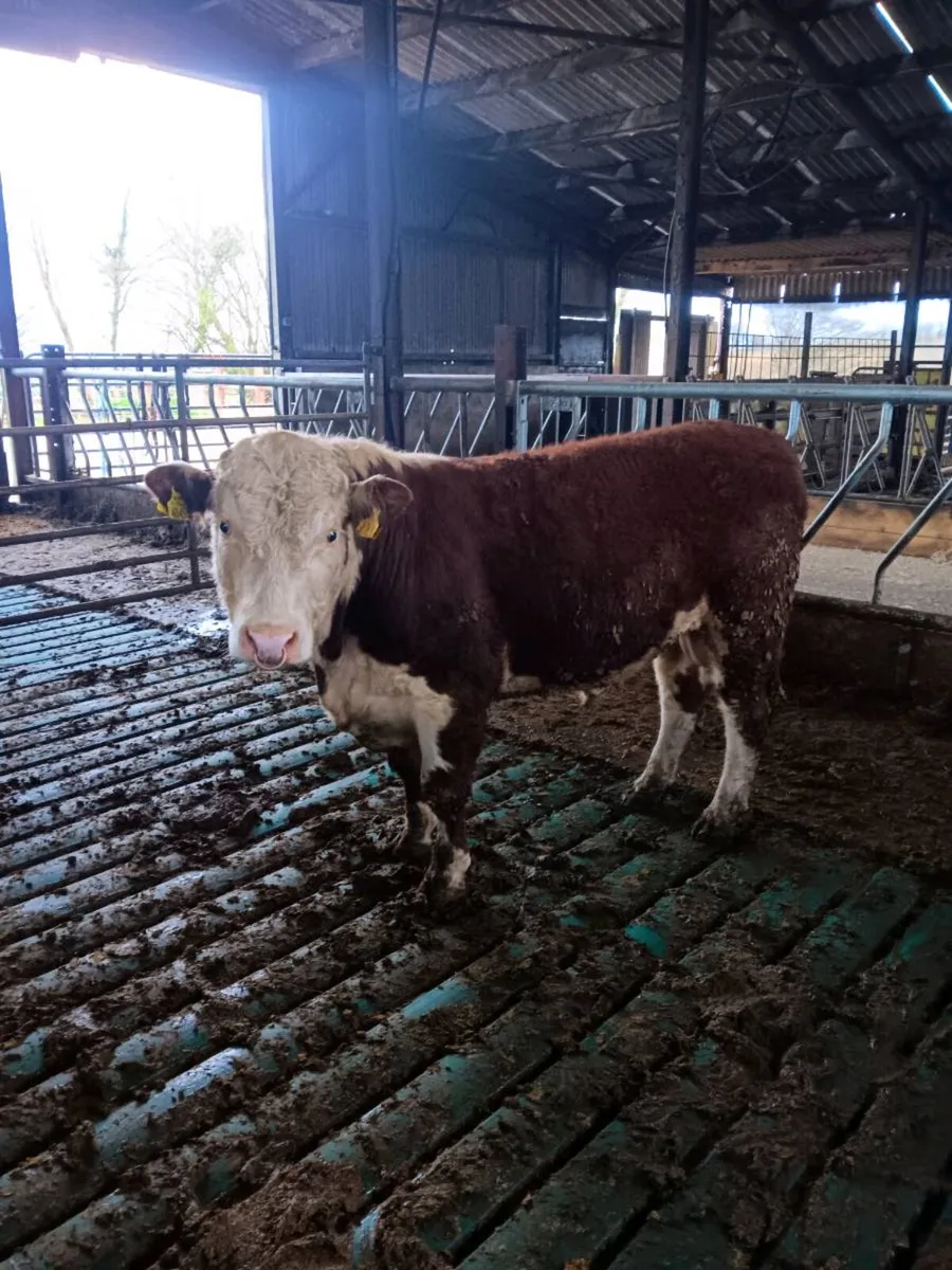 Hereford Bull - Image 2
