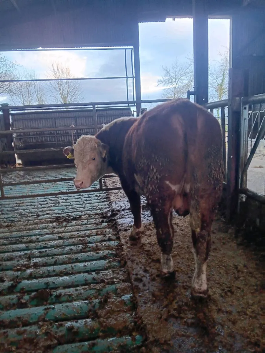 Hereford Bull - Image 3