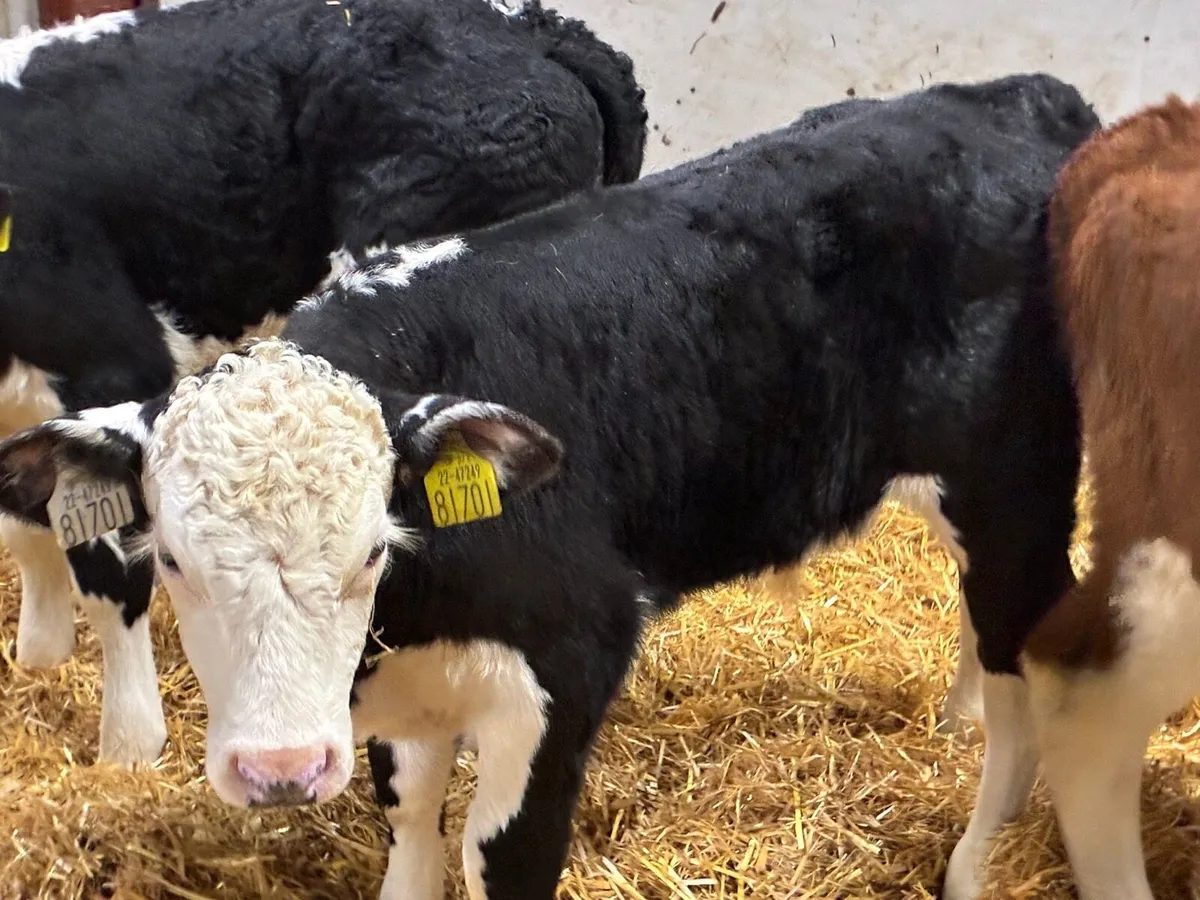 11 Super Reared AA HE Bull Calves - Image 1