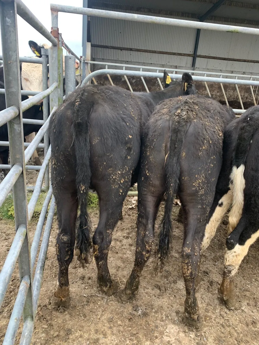 5 lovely heifers for sale - Image 3