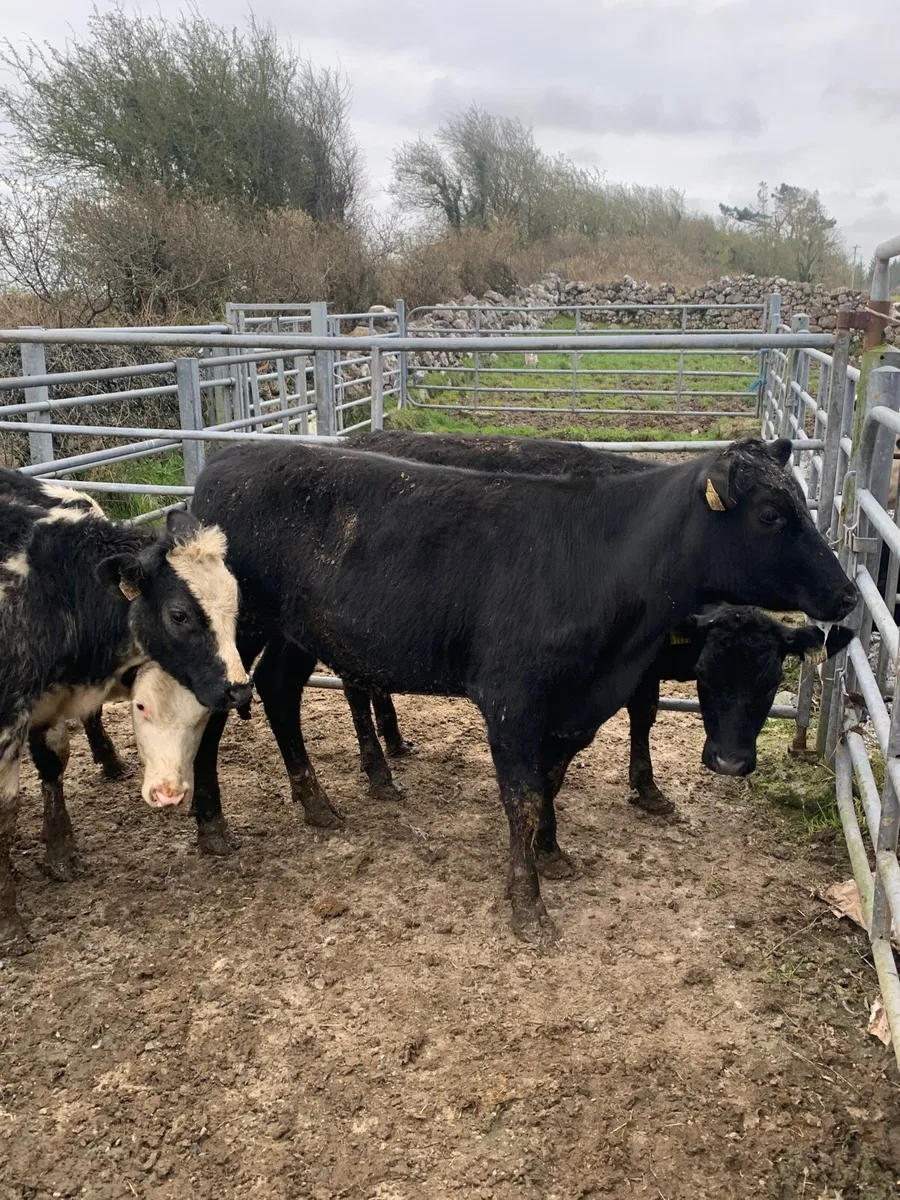 5 lovely heifers for sale - Image 2