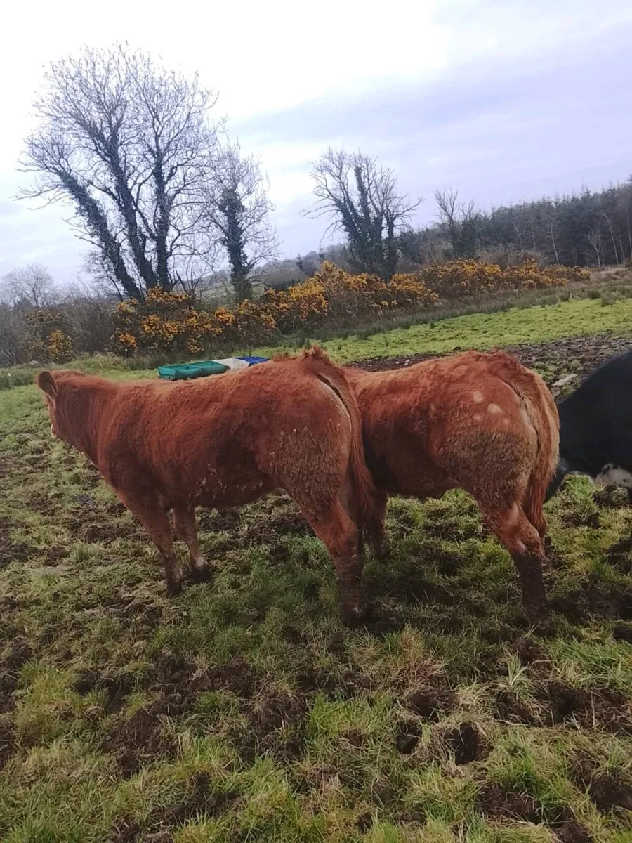 5 STAR HEIFERS *BALLA MART 7TH APRAIL* - Image 3