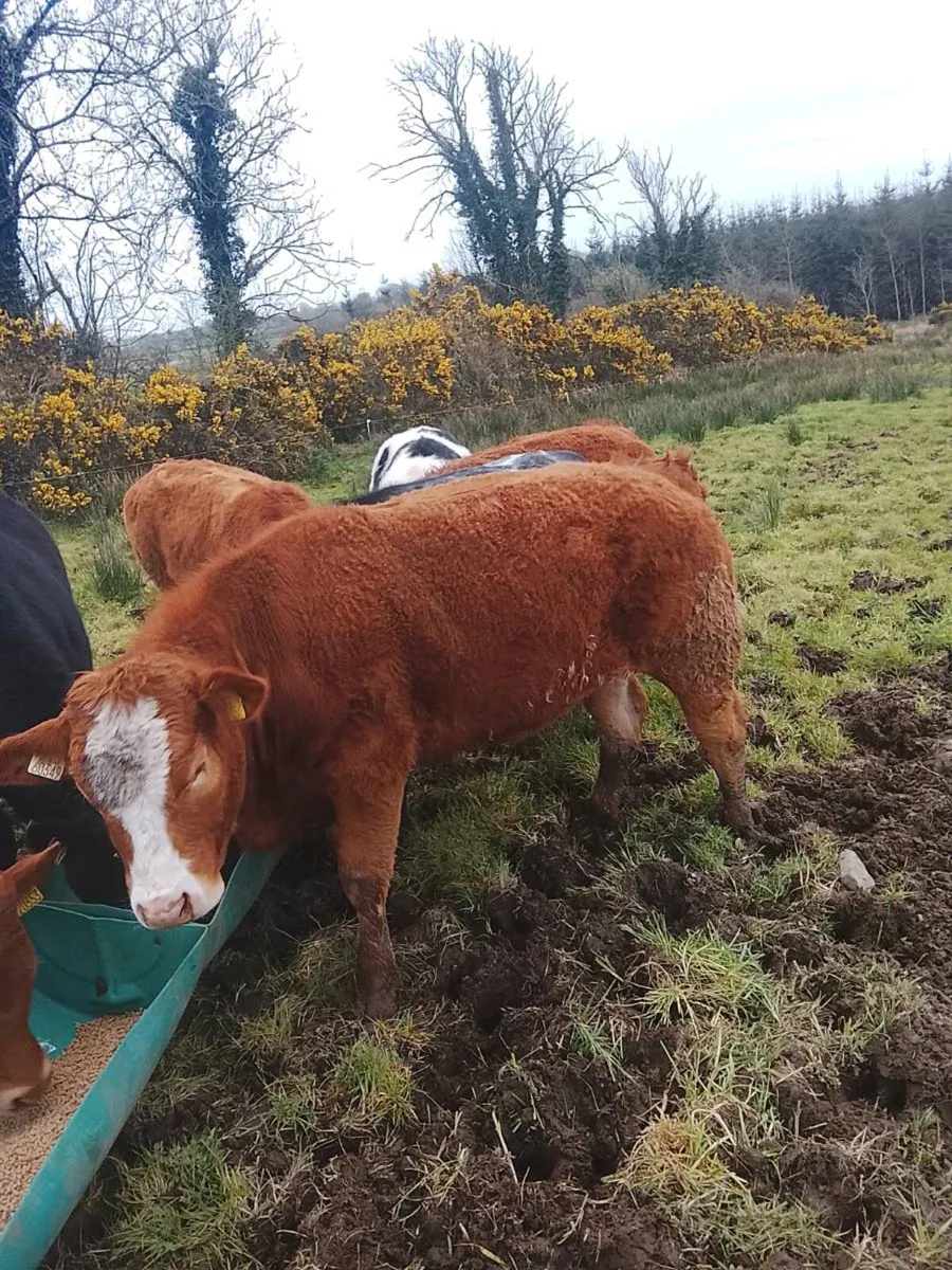 5 STAR HEIFERS *BALLA MART 7TH APRAIL* - Image 4