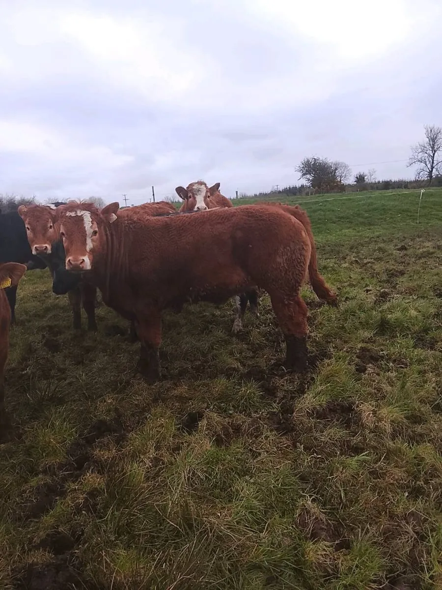 5 STAR HEIFERS *BALLA MART 7TH APRAIL* - Image 1