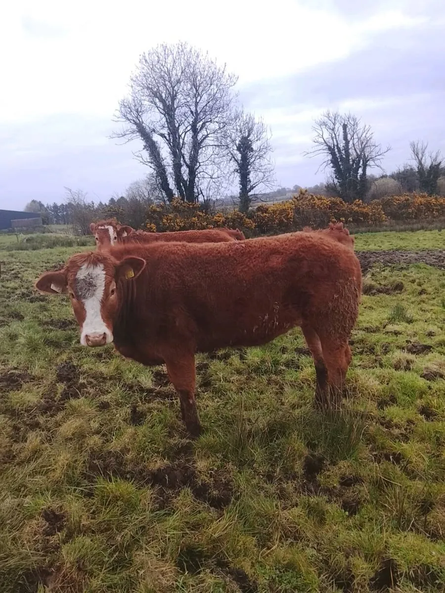 5 STAR HEIFERS *BALLA MART 7TH APRAIL* - Image 2