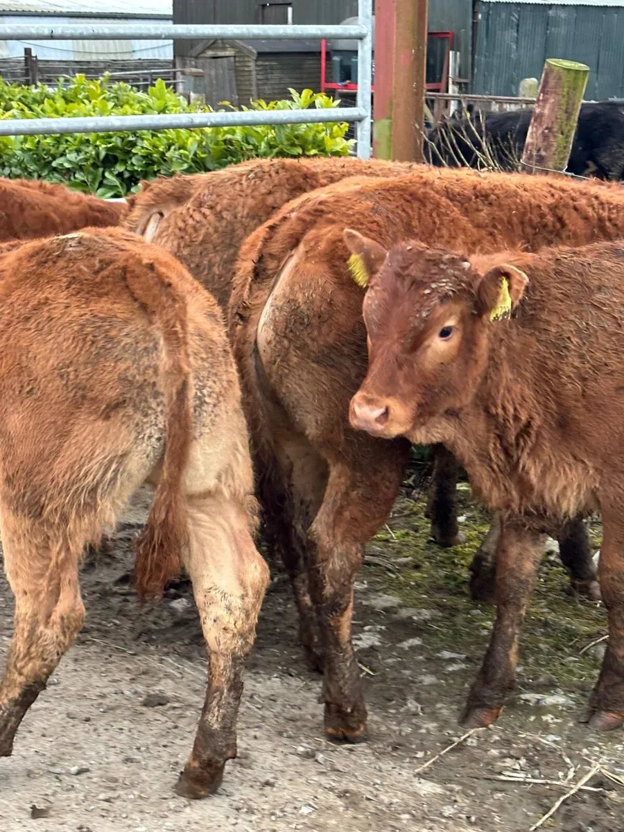 5 smashing limousine bull weanlings for sale - Image 1
