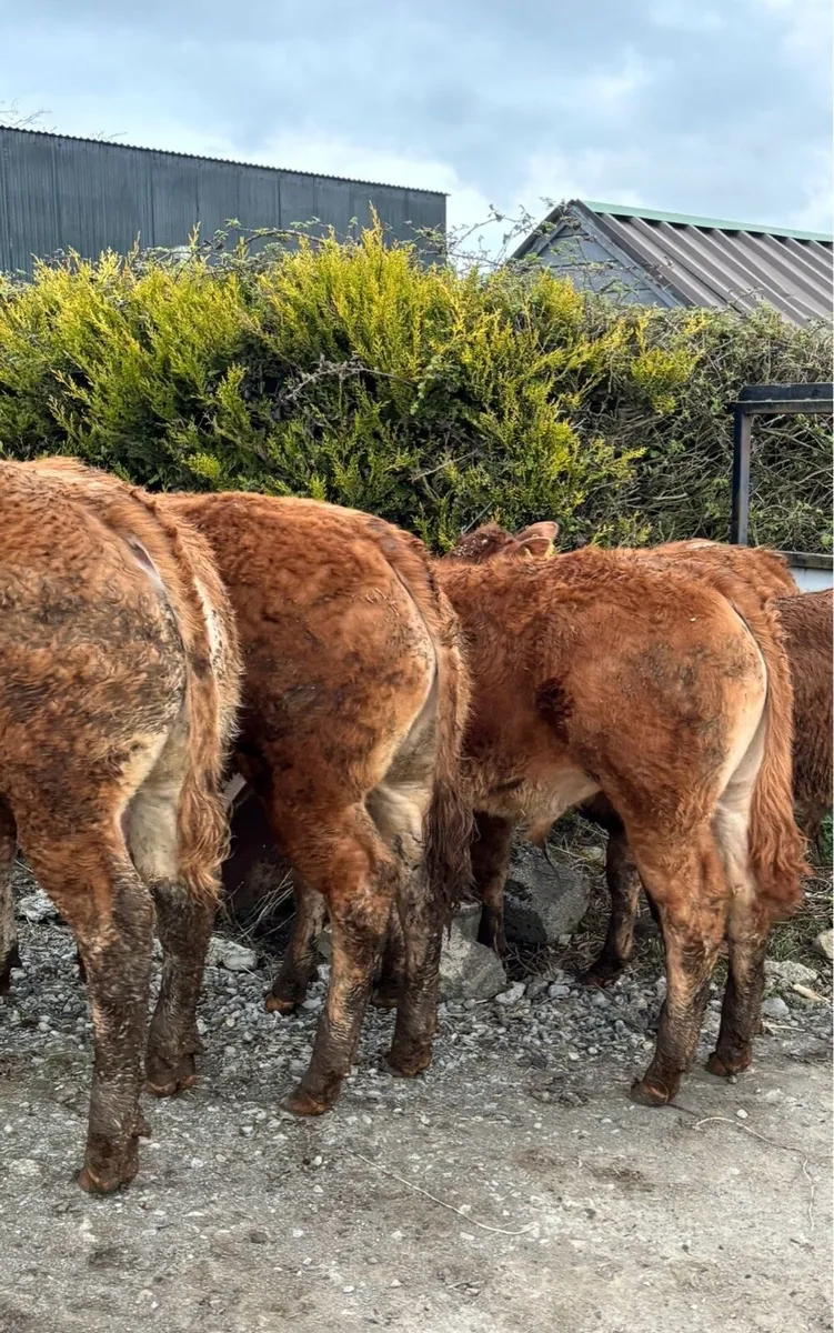 5 smashing limousine bull weanlings for sale - Image 2