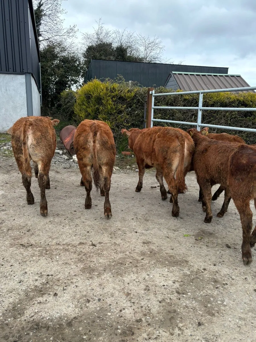 5 smashing limousine bull weanlings for sale - Image 3
