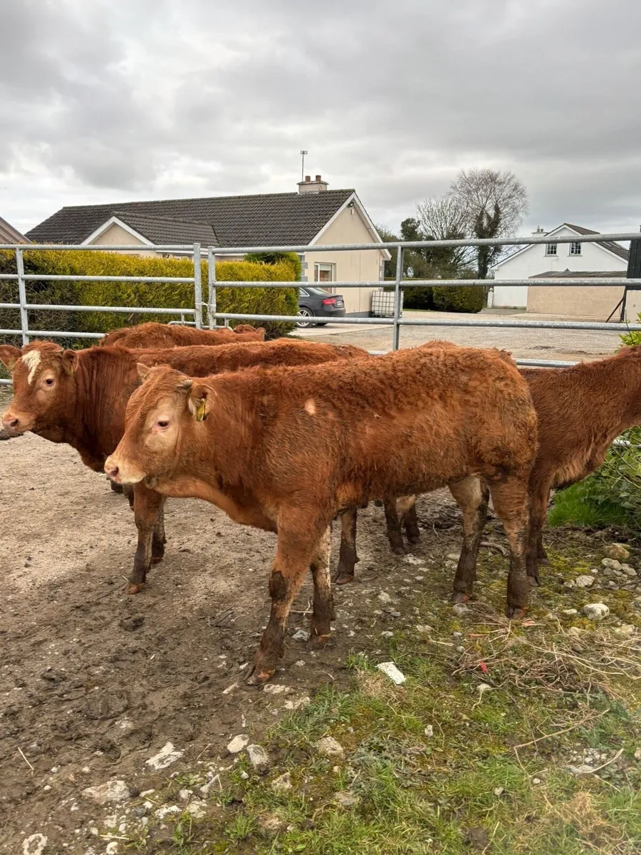 5 smashing limousine bull weanlings for sale - Image 4