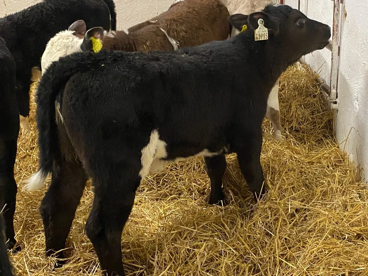 Reared Heifer Calves - Image 2