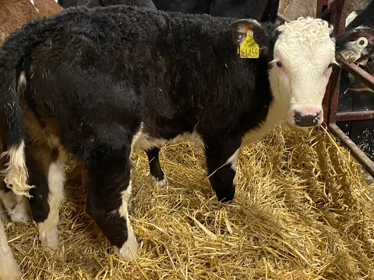 Reared Heifer Calves - Image 3
