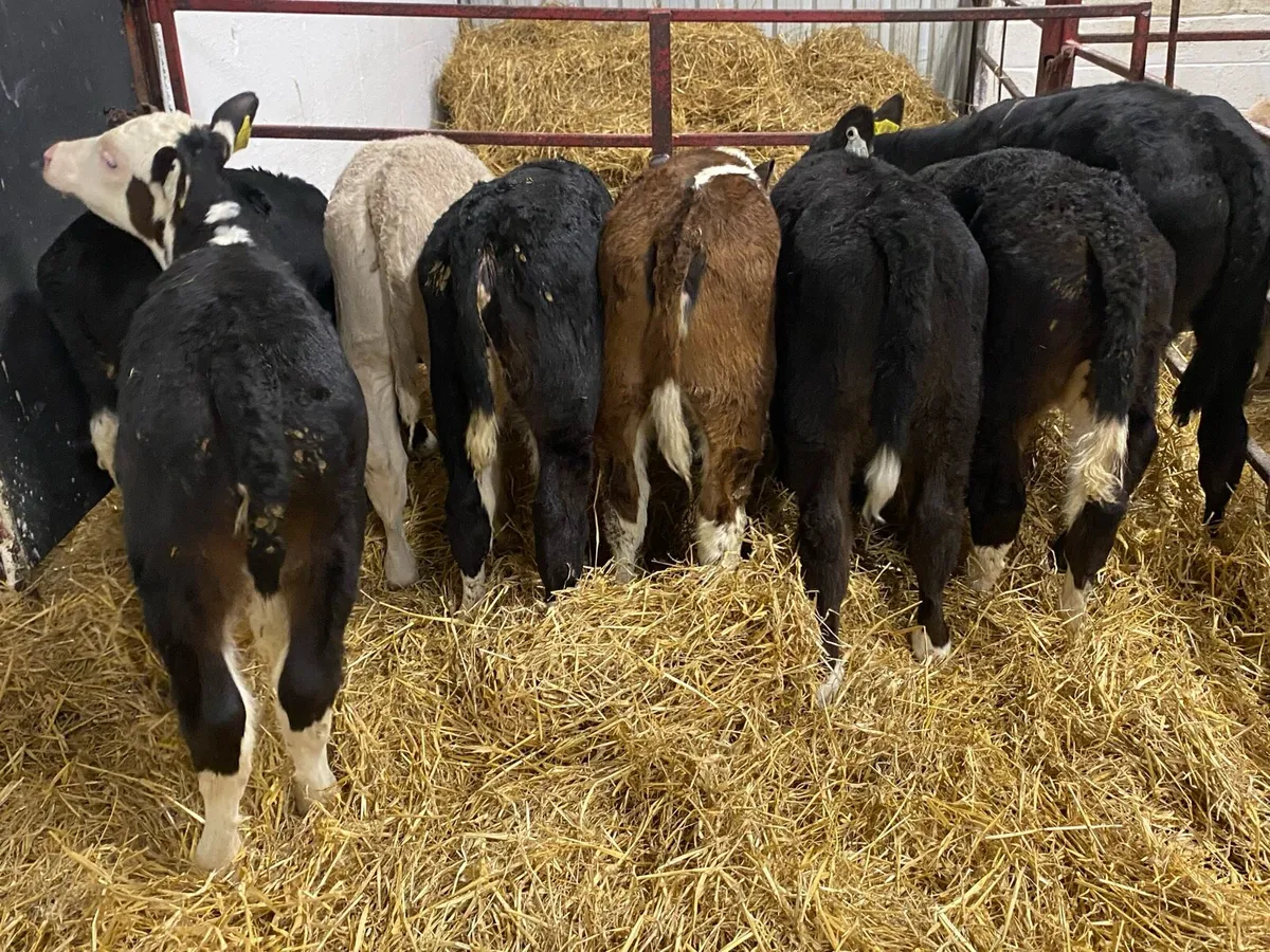 Reared Heifer Calves - Image 4