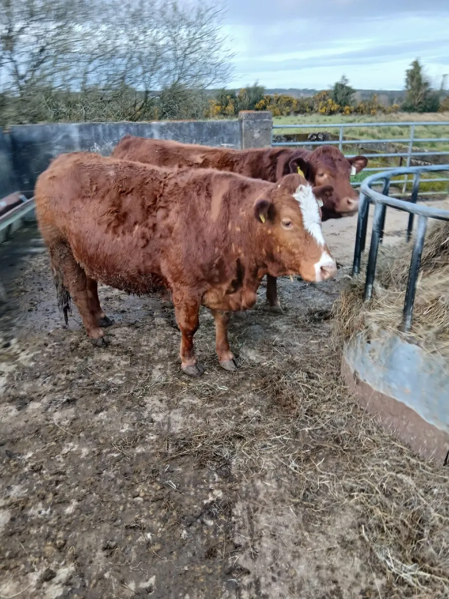 3 In Calf Heifers For Sale - Image 3