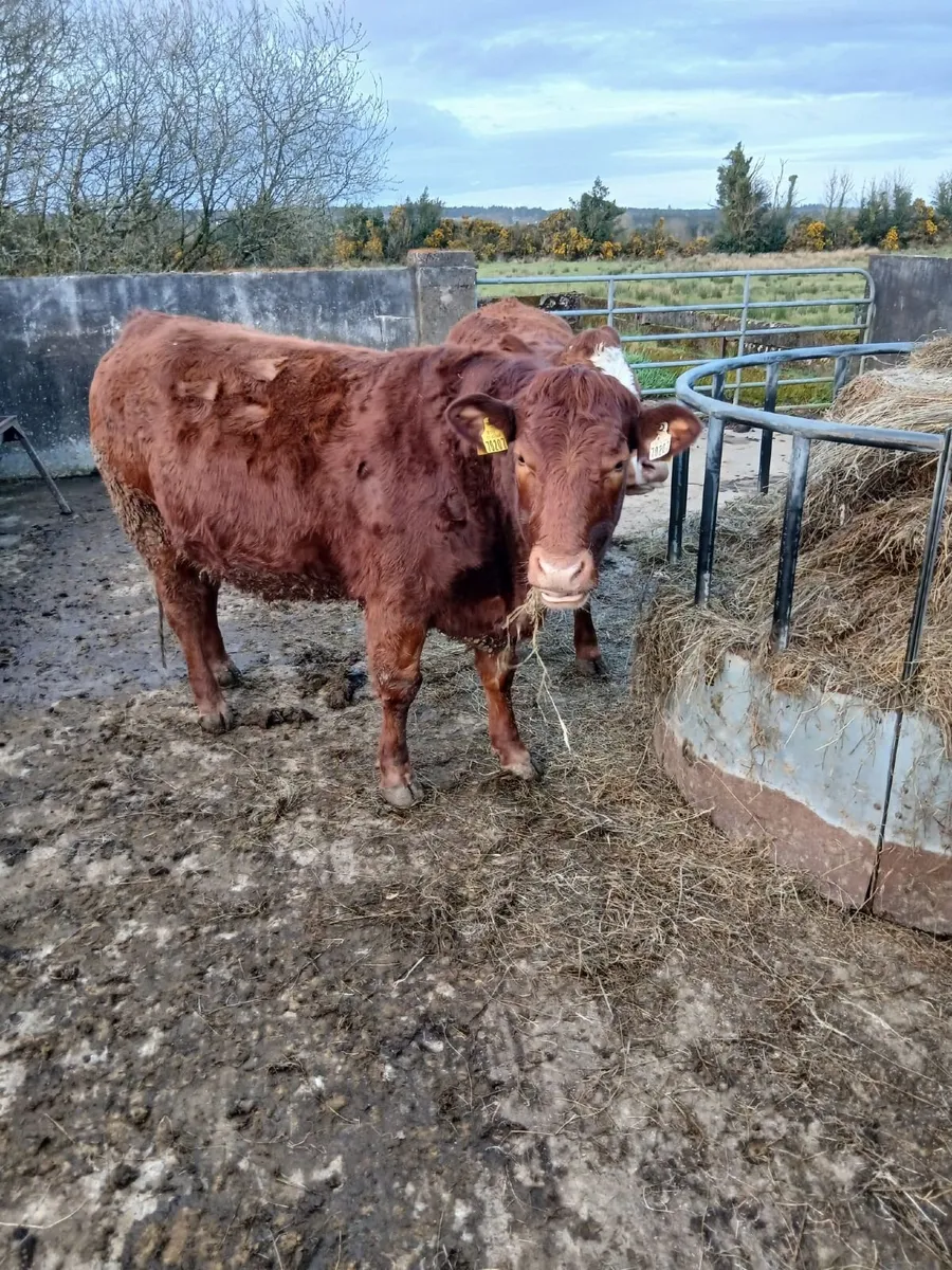 3 In Calf Heifers For Sale - Image 4