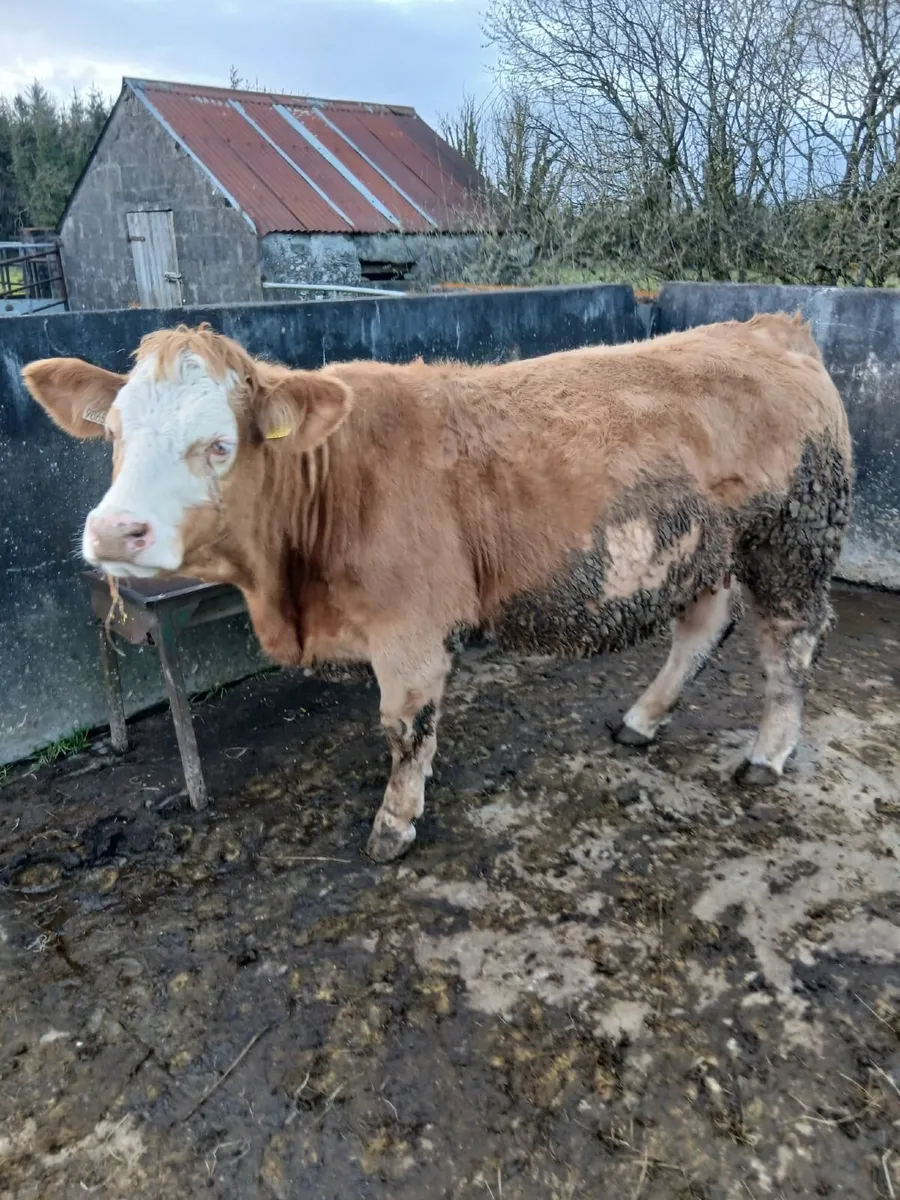 3 In Calf Heifers For Sale - Image 2