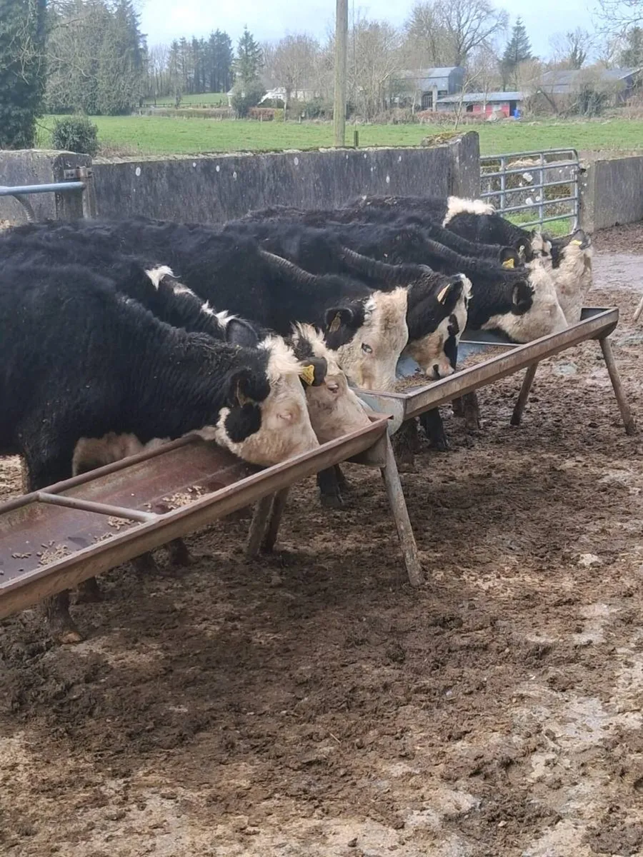 8 quality Hereford heifers feb / Mar born 2025. - Image 2