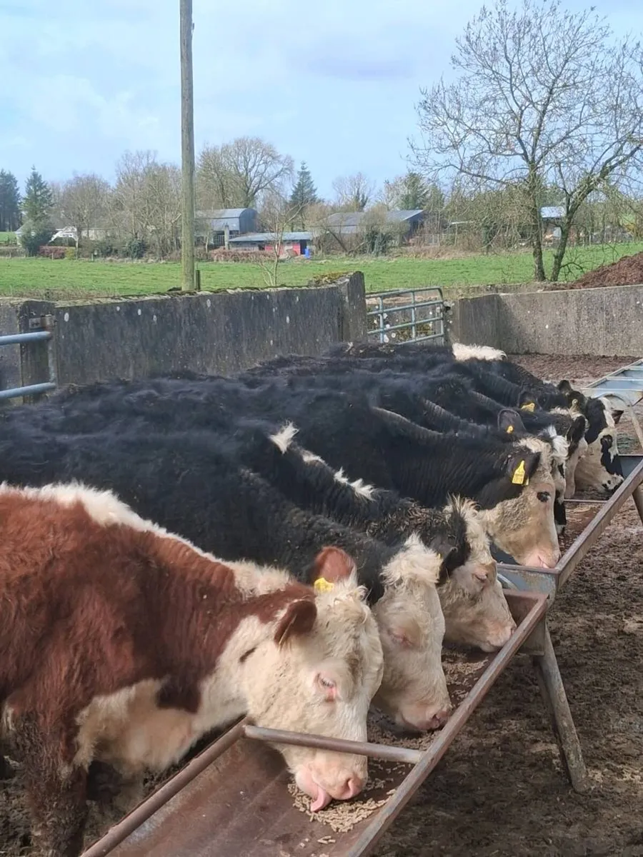 8 quality Hereford heifers feb / Mar born 2025. - Image 1
