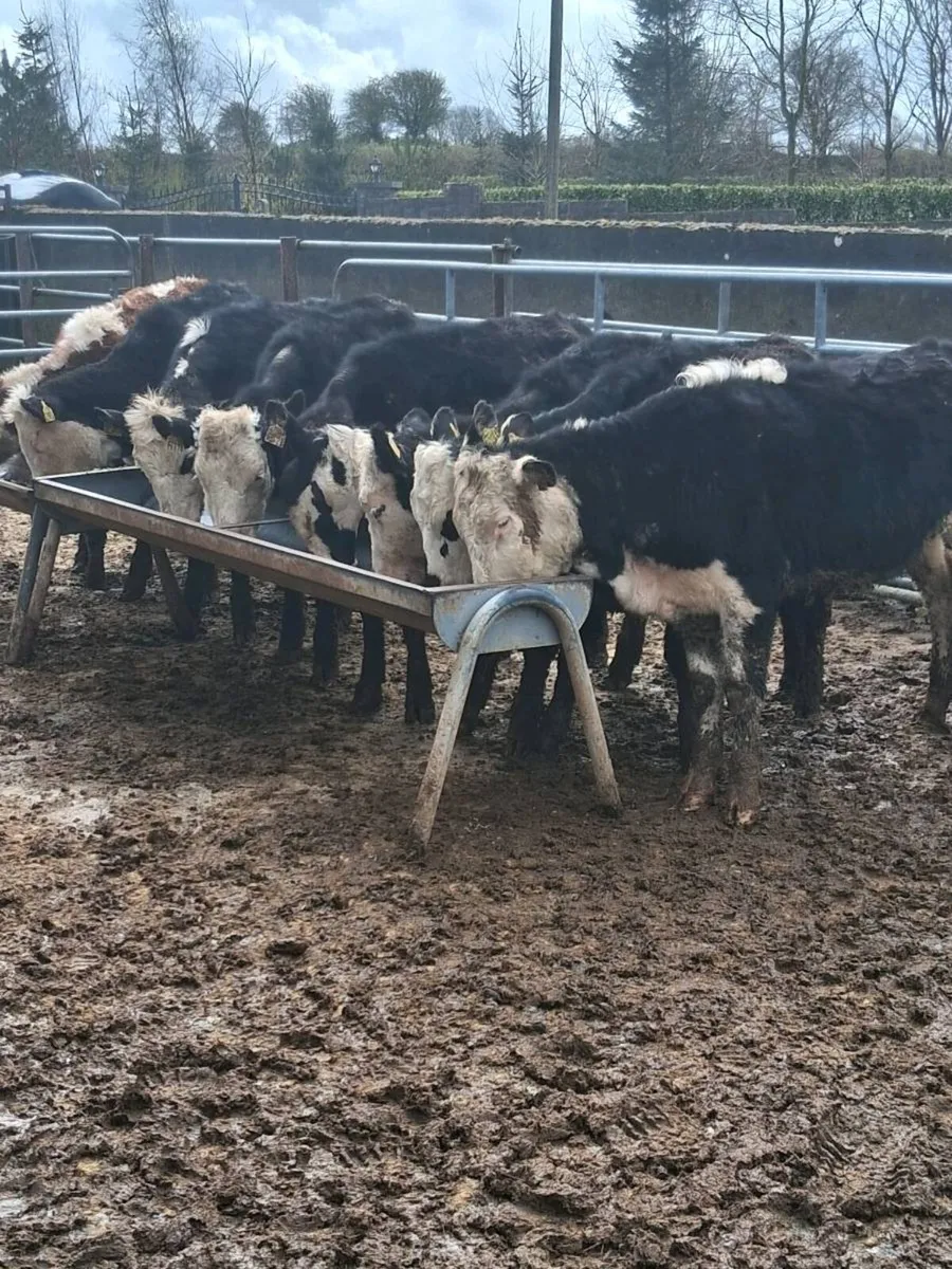 8 quality Hereford heifers feb / Mar born 2025. - Image 3