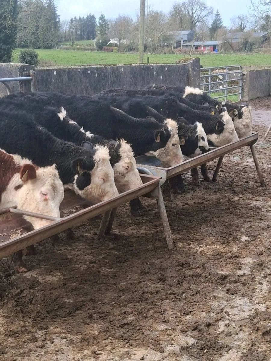 8 quality Hereford heifers feb / Mar born 2025. - Image 4