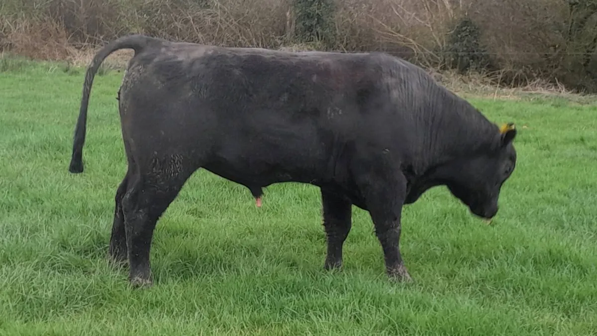 Pedigree angus bulls   BALLYBAY MART  1ST APRIL - Image 1